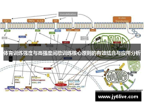 体育训练强度与高强度间歇训练核心原则的有效结合与应用分析